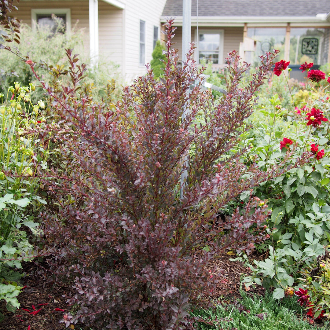 Physocarpus opulifolius 'Donna May'  - First Editions® Little Devil™ Ninebark