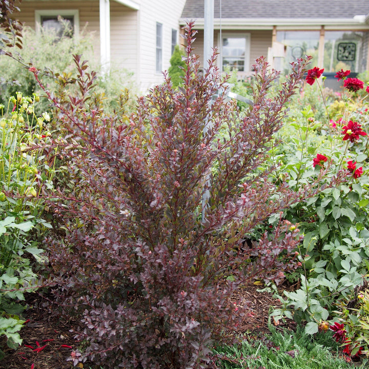 Physocarpus opulifolius 'Donna May'  - First Editions® Little Devil™ Ninebark