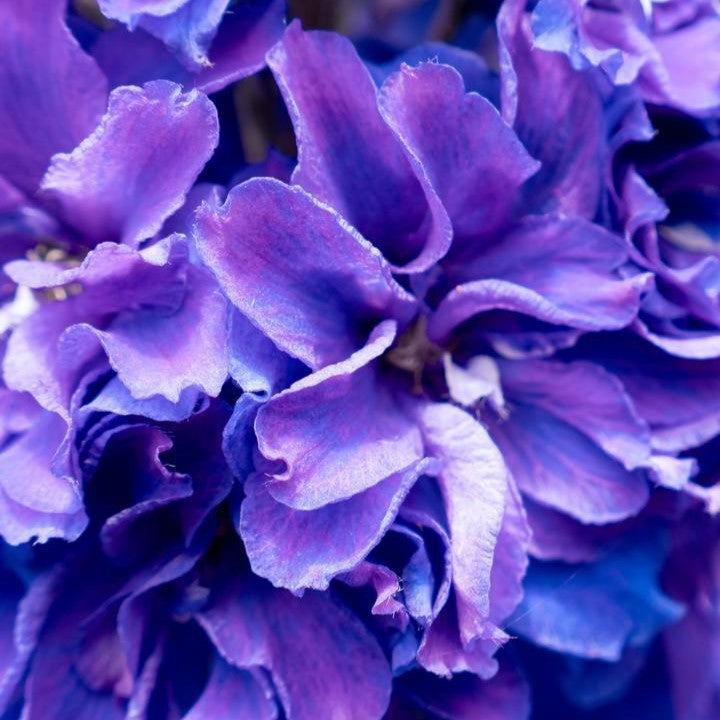 Delphinium x 'Holtlabea812'  - Laser Beam™ Delphinium
