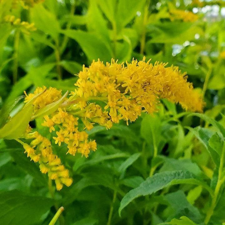 Solidago rugosa  - Rough Goldenrod