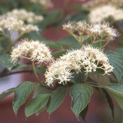Cornus alternifolia  - Pagoda Dogwood