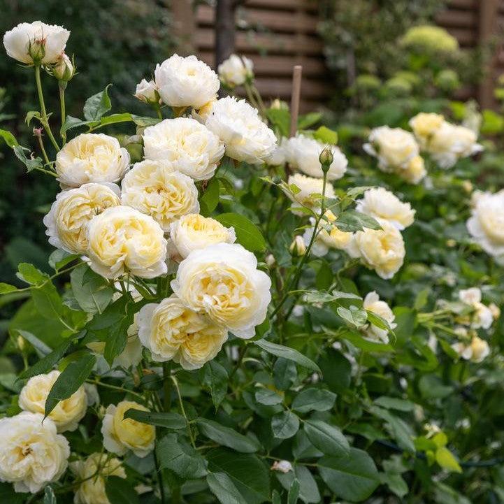 Rosa 'Auseasel'  - Vanessa Bell® Rose