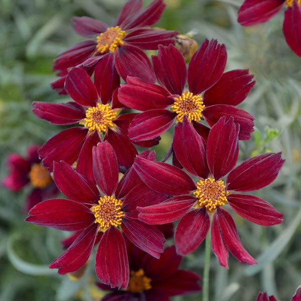 Coreopsis verticillata 'Red Satin'  - Permathreads™ Red Satin Coreopsis