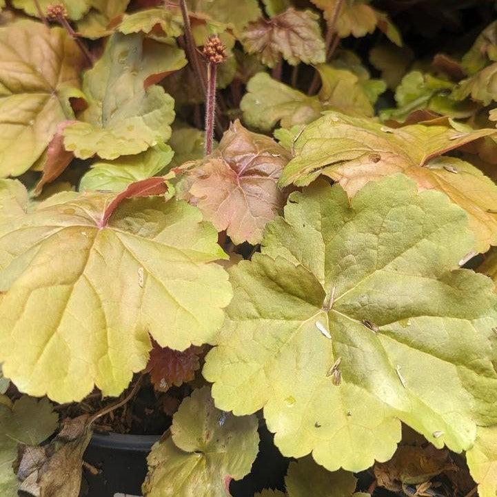 Heuchera 'Apricot'  - Apricot Coral Bells