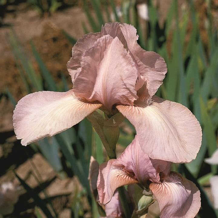 Iris germanica 'Precious Little Pink'  - Precious Little Pink Bearded Iris
