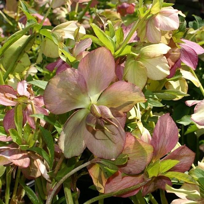 Helleborus 'Royal Heritage'  - Royal Heritage™ Strain Lenten Rose
