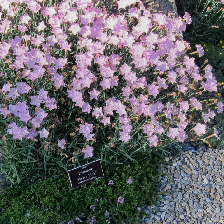 Dianthus 'Bath's Pink'  - Bath's Pink Dianthus
