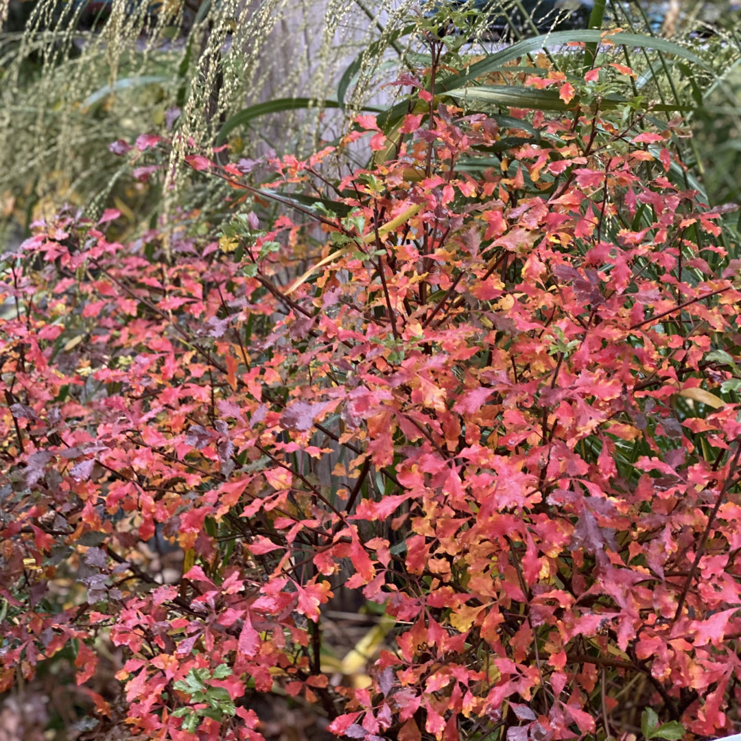 Rhus aromatica 'Fine Textured Compact Select A'  - Lacette™ Sumac