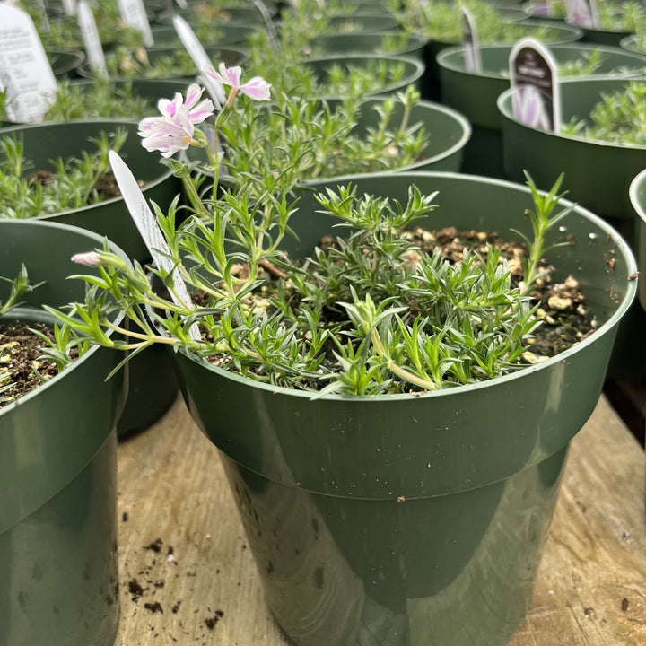 Phlox subulata 'Candy Stripes'  - Candy Stripes Creeping Phlox