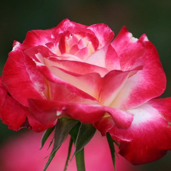 Rosa 'ANDeli'  - Double Delight™ Rose