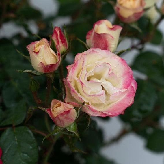 Rosa 'Radmeadow'  - Enchanted Meadow™ Rose