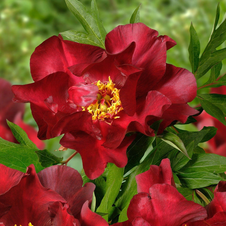Paeonia 'Scarlet Heaven'  - Scarlet Heaven Itoh Peony