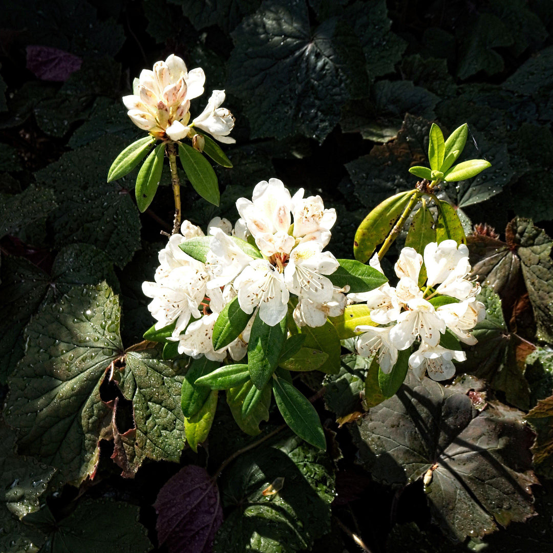 Rhododendron catawbiense 'Chionoides'  - Chionoides Rhododendron
