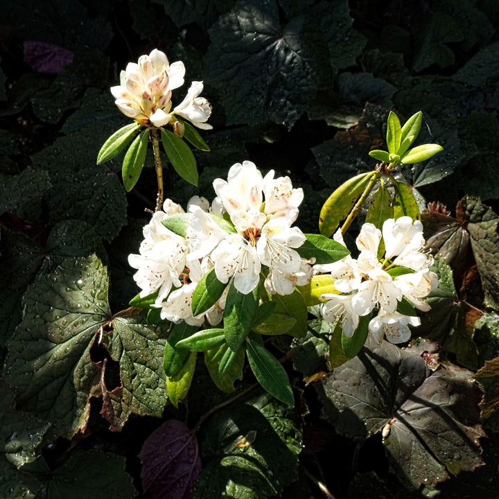 Rhododendron catawbiense 'Chionoides'  - Chionoides Rhododendron