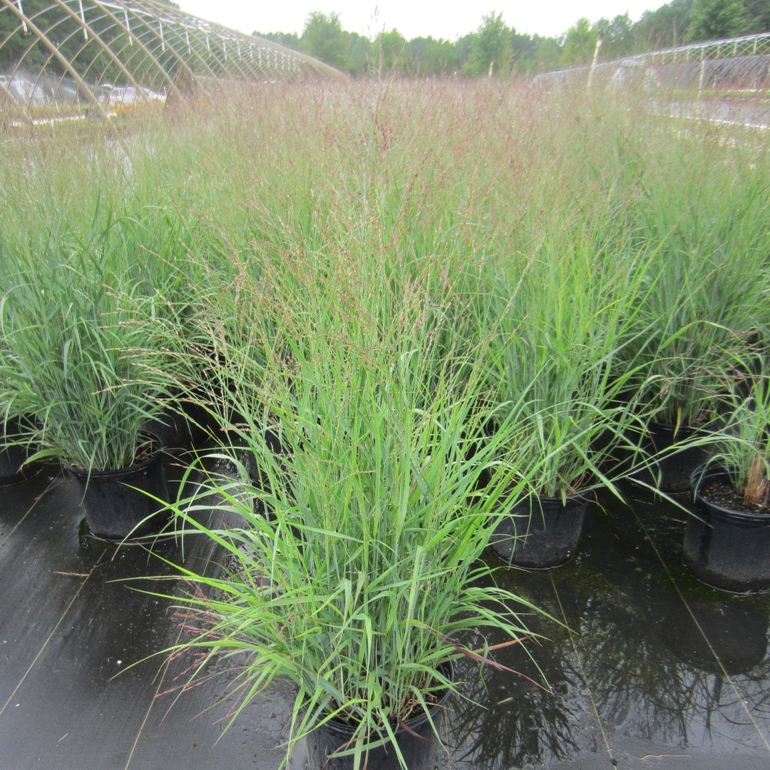 Panicum virgatum 'Purple Tears'  - Purple Tears Switch Grass
