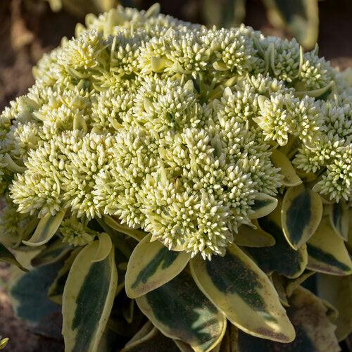Sedum 'Frosted Fire'  - Frosted Fire Stonecrop