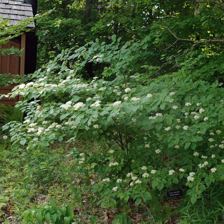 Cornus alternifolia  - Pagoda Dogwood