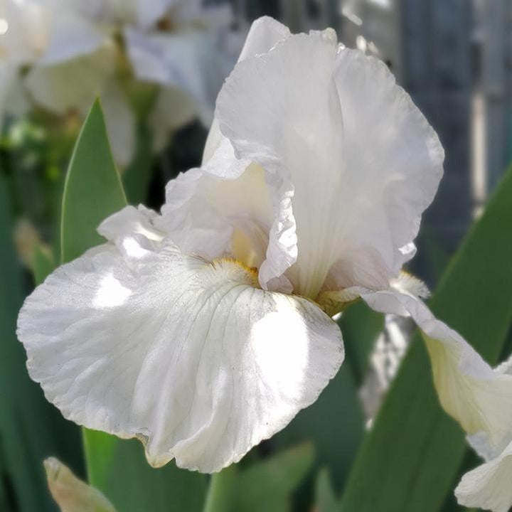 Iris germanica 'Renown'  - Renown Bearded Iris
