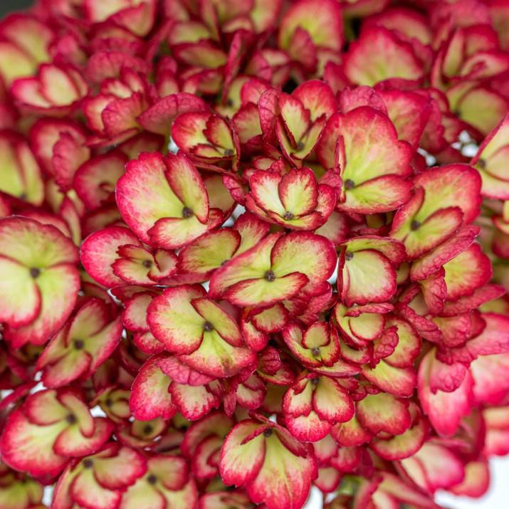 Hydrangea macrophylla 'Bailmacseven'  - First Editions® Eclipse® Hydrangea