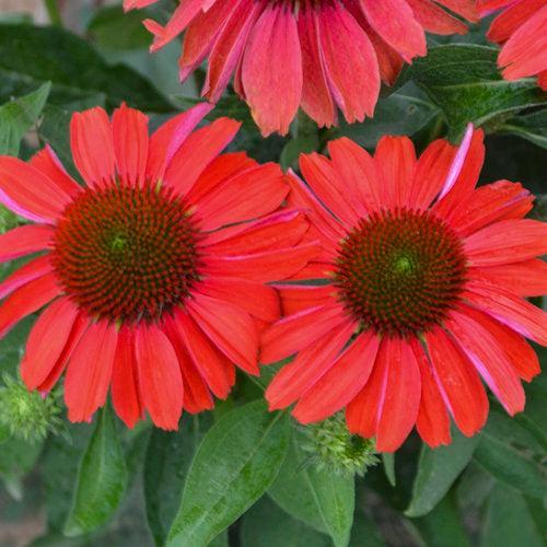 Echinacea 'Frankly Scarlet'  - Color Coded® Frankly Scarlet Echinacea