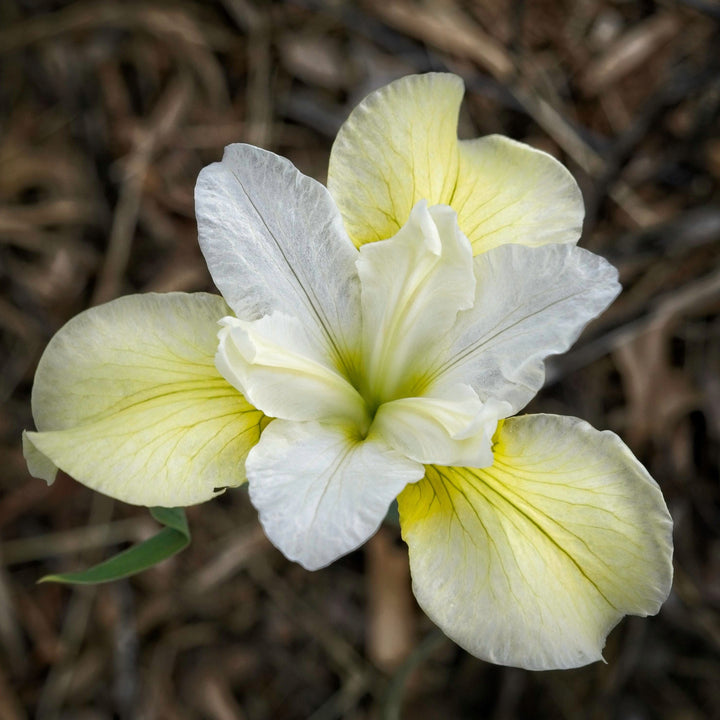 Iris sibirica 'Butter and Sugar'  - Butter and Sugar Siberian Iris