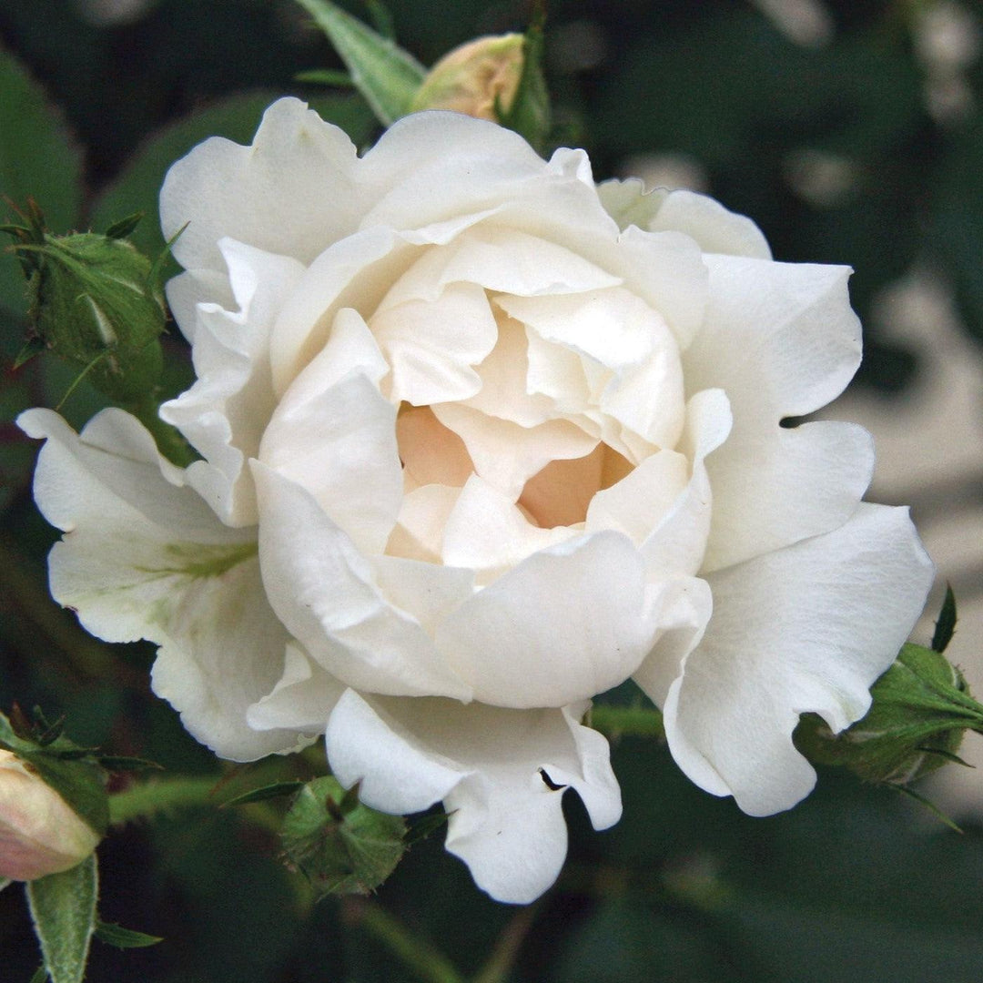 Rosa 'Meiradena'  - Icecap™ Rose
