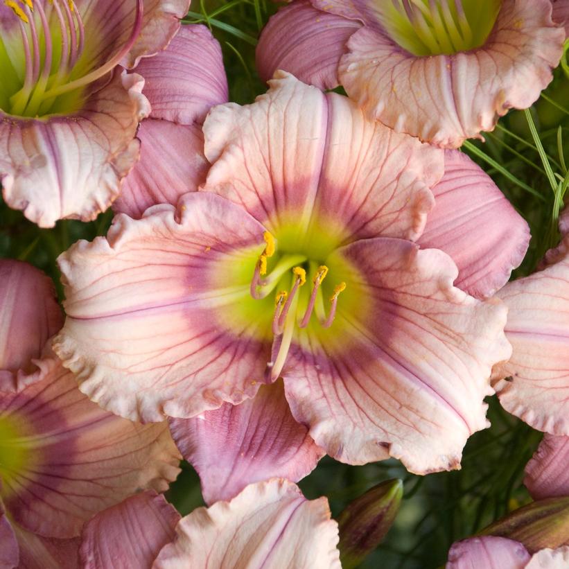 Hemerocallis 'Stephanie Returns'  - Stephanie Returns Daylily
