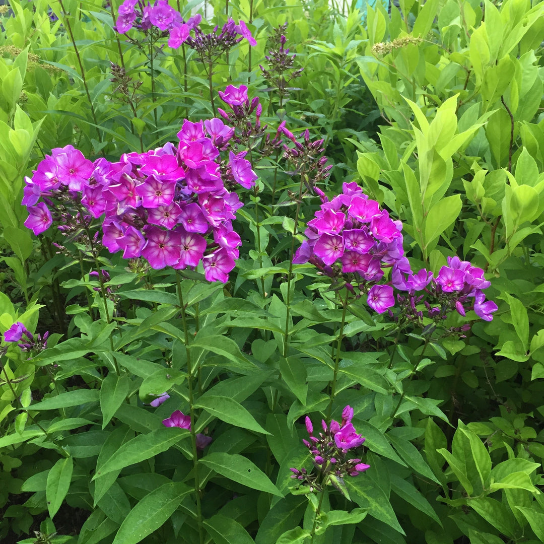 Phlox paniculata 'Ditomsur' PP21,109  - First Editions® Grape Lollipop™ Phlox