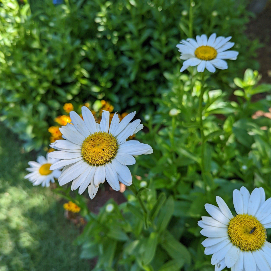 Leucanthemum x superbum 'Becky'  - Becky Shasta Daisy