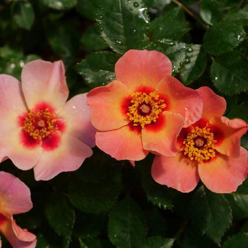 Rosa x 'ChewEyesUp'  - Ringo All-Star™ Rose