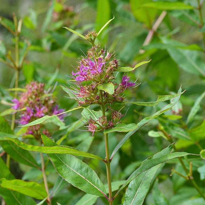 Decodon verticillatus  - Swamp Loosestrife