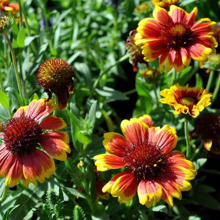 Gaillardia x aristata 'Arizona Sun'  - Arizona Sun Blanket Flower
