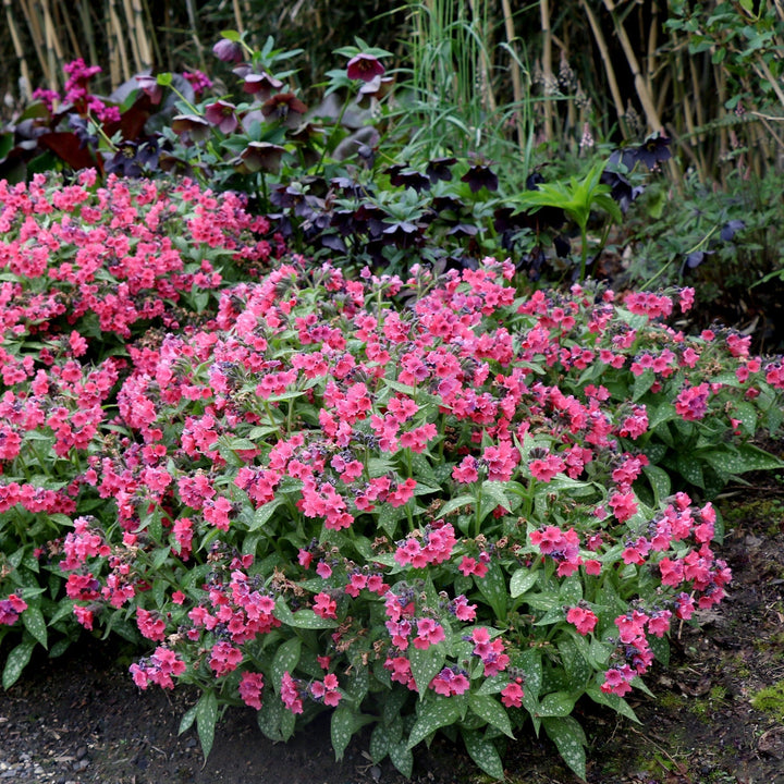 Pulmonaria 'Shrimps on the Barbie'  - Shrimps on the Barbie Lungwort