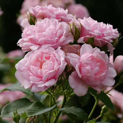 Rosa x 'BOZFRA021' USPP34,945  - Color Choice® Reminiscent® Pink Rose