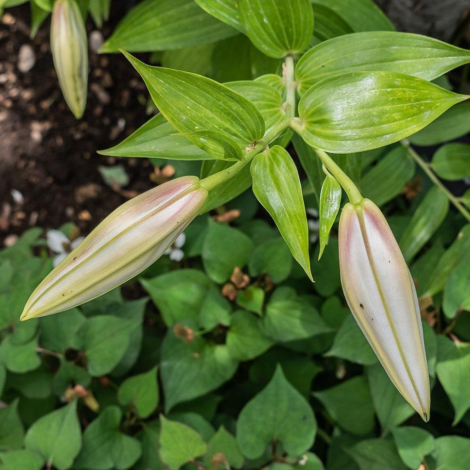 Lilium 'Casa Blanca'  - Casa Blanca Oriental Lily
