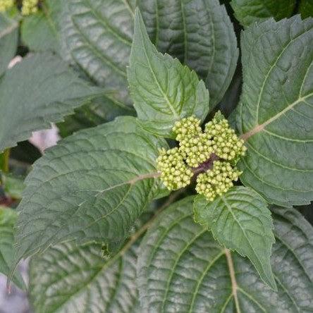 Hydrangea macrophylla 'Bailmacsix'  - Endless Summer® Pop Star® Hydrangea