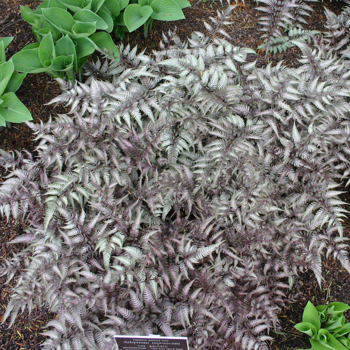 Athyrium niponicum var. pictum  - Japanese Painted Fern