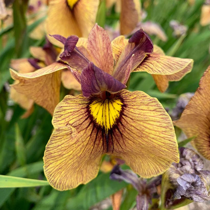 Iris pseudata 'Yarai'  - Yarai Pseudata Iris