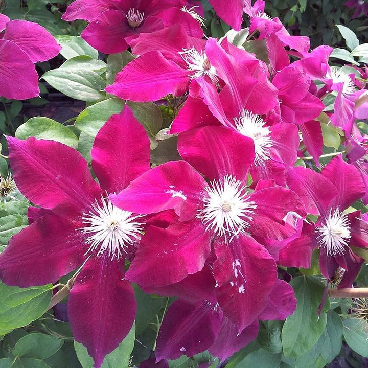 Clematis viticella 'Evipo016'  - Rebecca™ Clematis