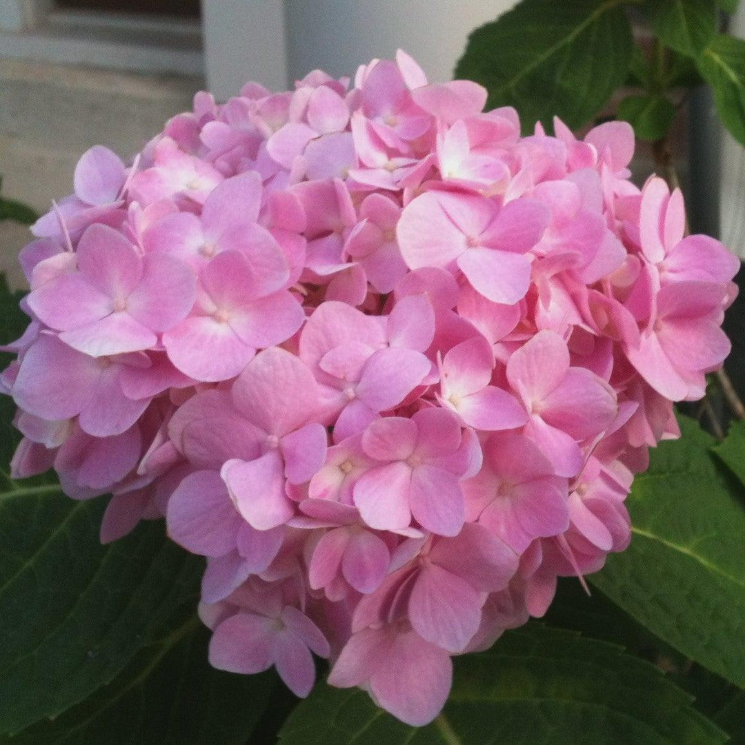 Hydrangea macrophylla 'Bailmer’  - Endless Summer® The Original Hydrangea