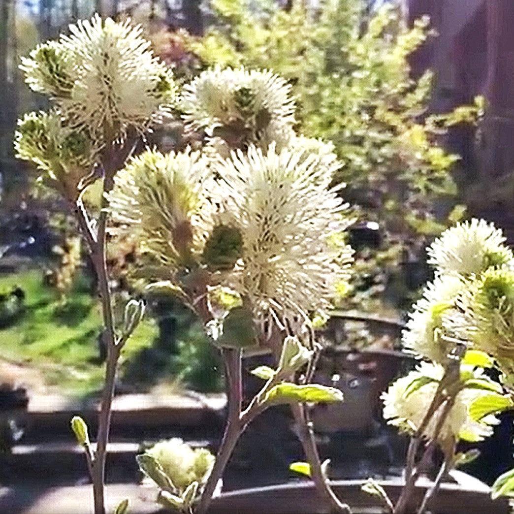 Fothergilla x intermedia 'Blue Shadow'  - Blue Shadow Fothergilla
