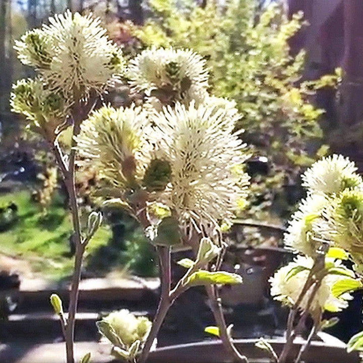 Fothergilla x intermedia 'Blue Shadow'  - Blue Shadow Fothergilla