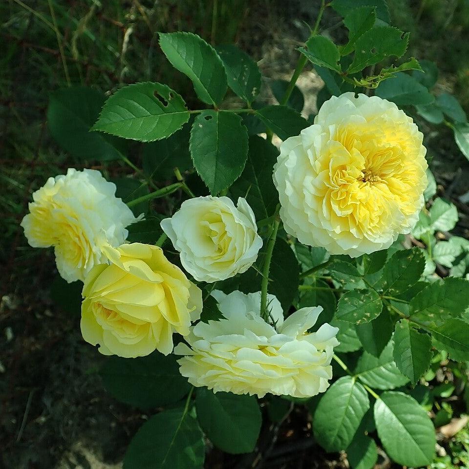 Rosa 'Auswalker'  - The Pilgrim® Rose