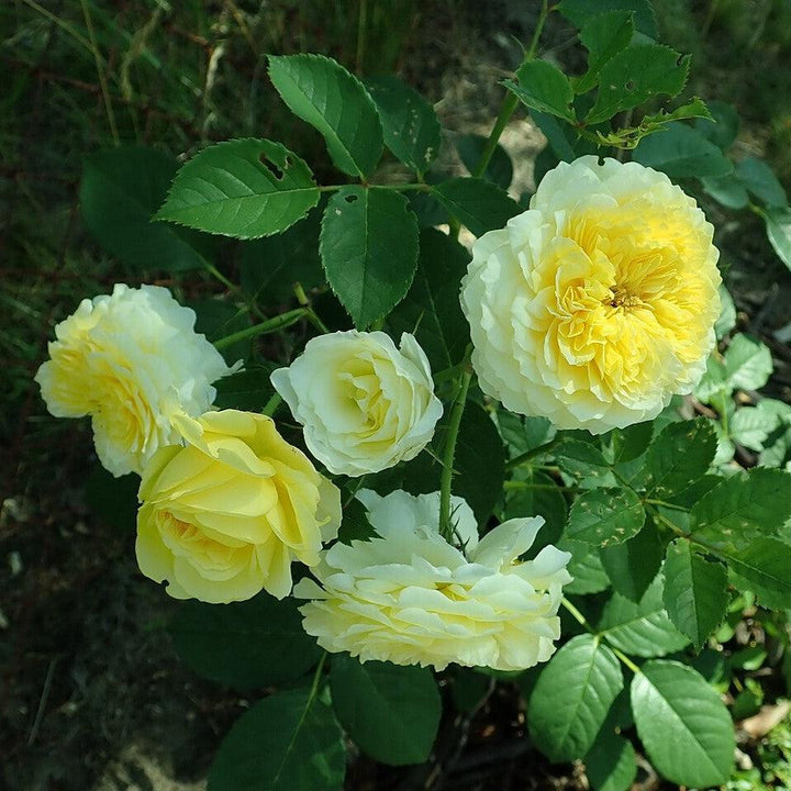 Rosa 'Auswalker'  - The Pilgrim® Rose