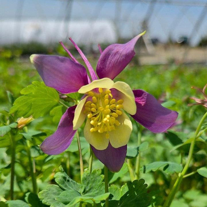 Aquilegia 'PAS1258488'  - Earlybird™ Purple Yellow Columbine