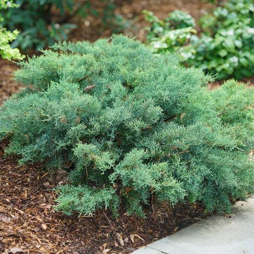 Juniperus chinensis 'SMNJCHM'  - PW® Montana Moss® Juniper