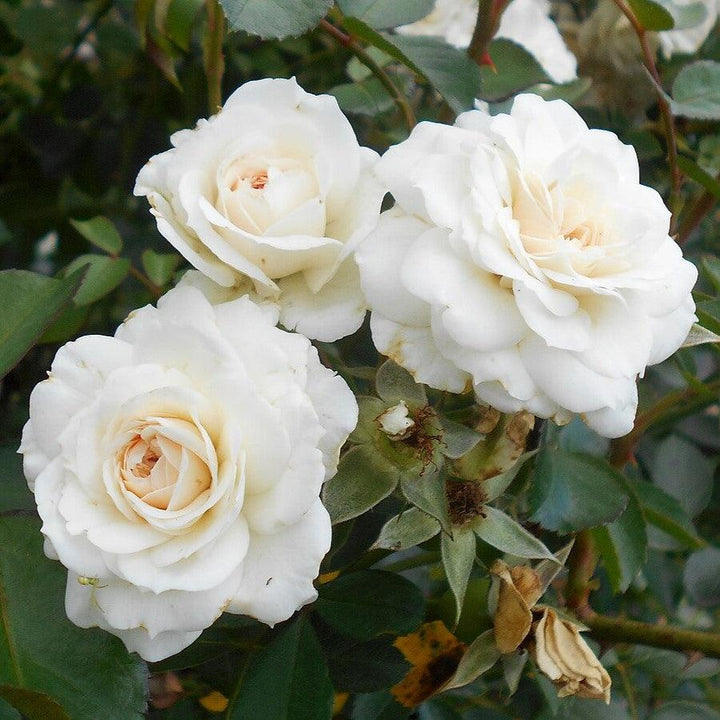 Rosa 'White Dawn'  - White Dawn Rose