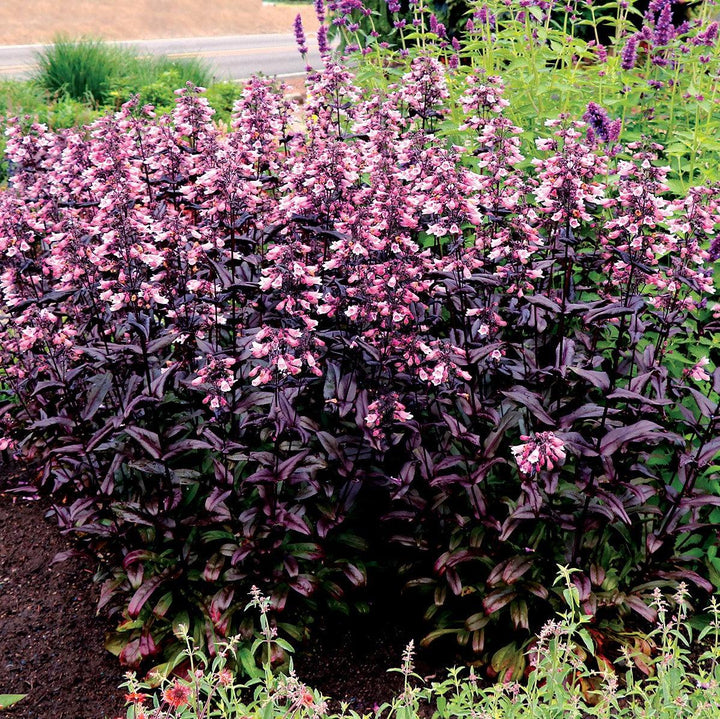 Penstemon digitalis 'TNPENDB'  - DAKOTA™ Burgundy Beardtongue