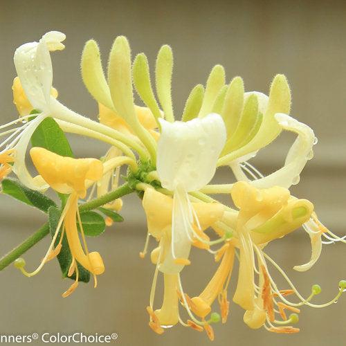 Lonicera periclymenum 'Scentsation'  - Scentsation Honeysuckle