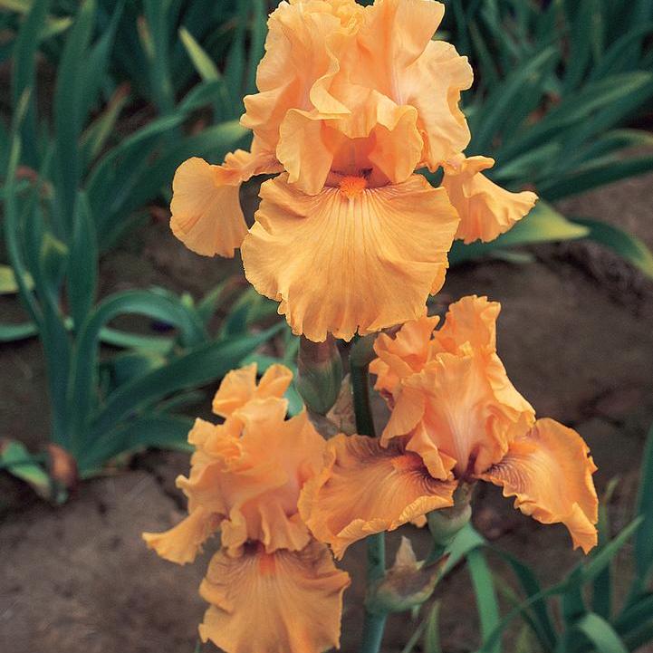 Iris germanica 'Mango Entree'  - Mango Entree Bearded Iris